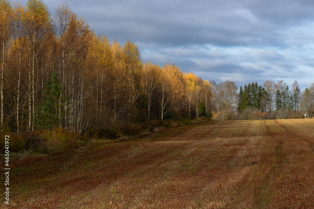 beautiful yellow birch grove on the edge of a mowed meadow with dramatically dark skies in autumn