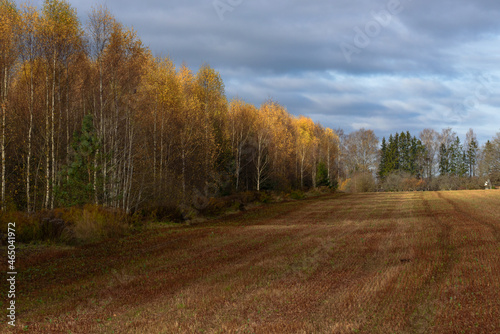 beautiful yellow birch grove on the edge of a mowed meadow with dramatically dark skies in autumn