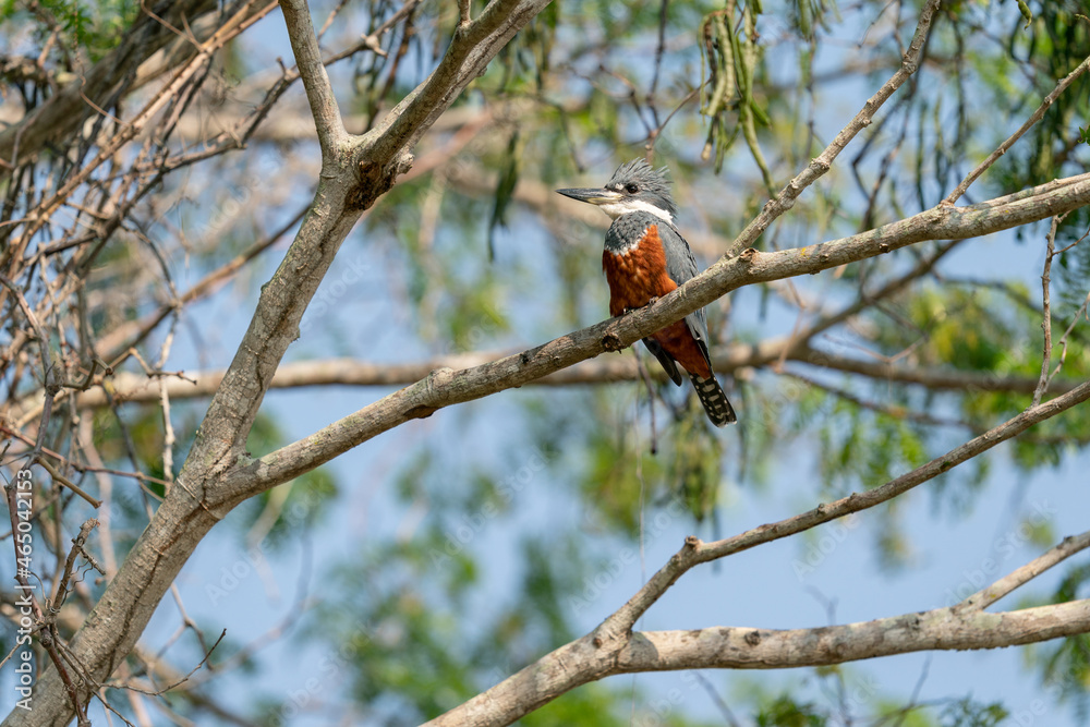 The ringed kingfisher (Megaceryle torquata) The ringed kingfisher (Megaceryle torquata)