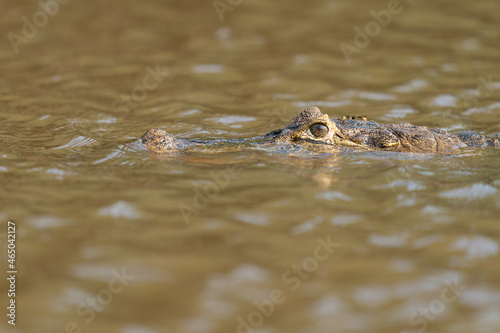 Caiman in the water