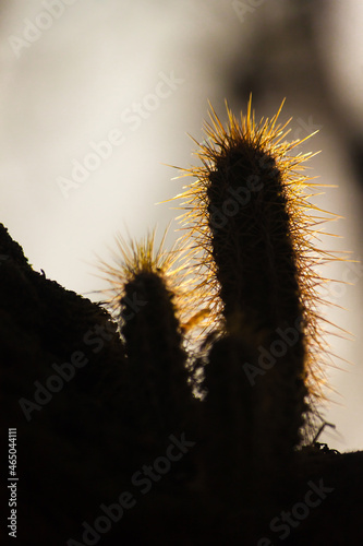 silueta a contraluz de cactus con sus espinas doradas