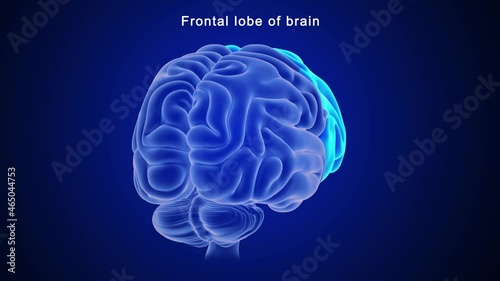 Frontal lobe of brain photo