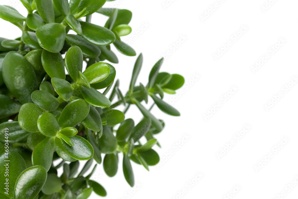 Beautiful Crassula ovata, Jade Plant,Money Plant, succulent plant on a white background close up. Home decor and gardening concept. Selective focus. Beautiful Crassula ovata, Jade Plant,Money Plant, succulent plant on a white background close up. Home decor and gardening concept. Selective focus.