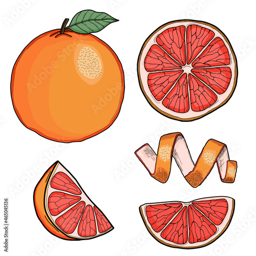 Grapefruit Hand Drawn Illustration Collection Isolated
