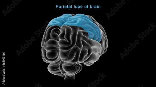 Parietal lobe of brain photo