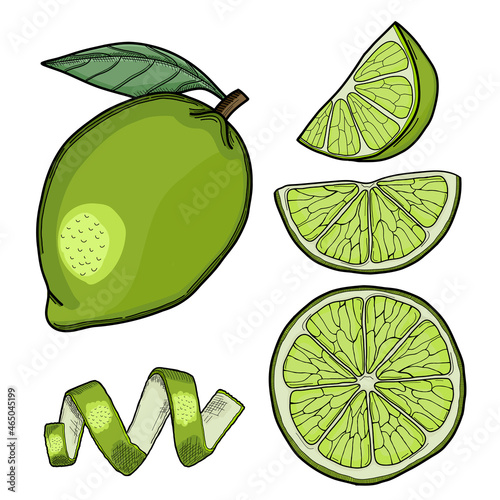 Lime Hand Drawn Illustration Collection Isolated