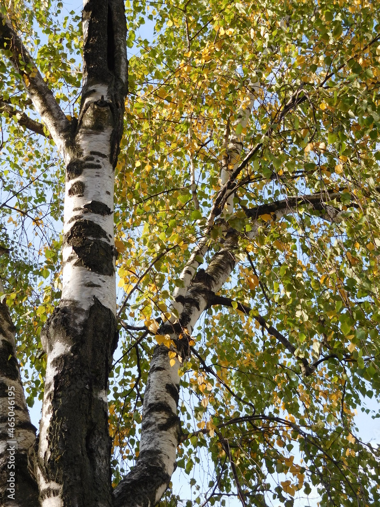Fototapeta premium birch in autumn, white trunk and yellow foliage, abstract background about autumn