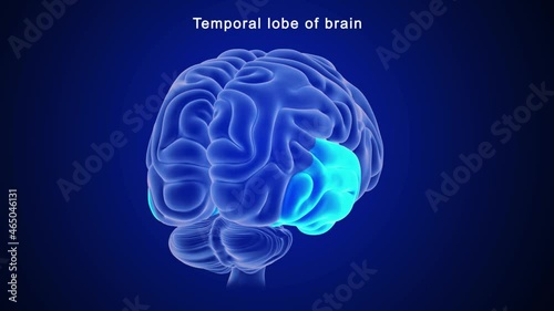 Temporal lobe of brain