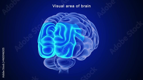 Visual Area of Brain