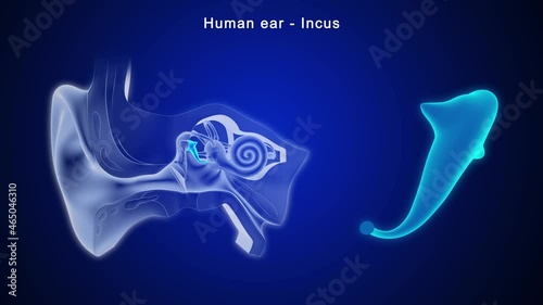 The middle ear consists of the tympanic membrane and the bony ossicles called the malleus, incus, and stapes.