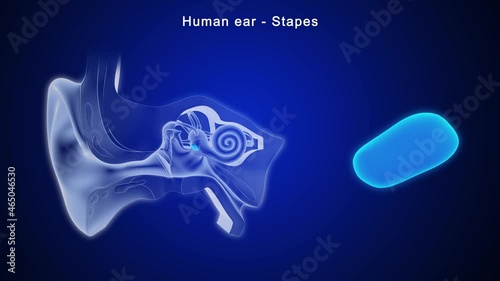 The stapes is the third of three tiny bones in the middle ear and the one closest to the inner ear. Because of its shape, it's sometimes called the stirrup. photo
