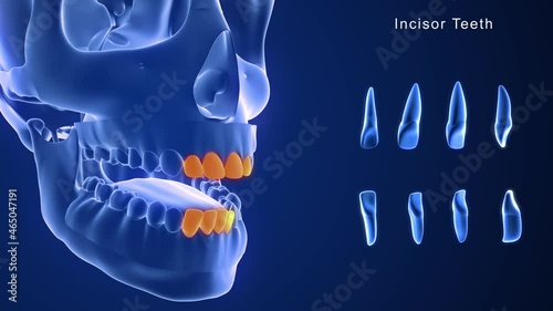 incisors Teeth