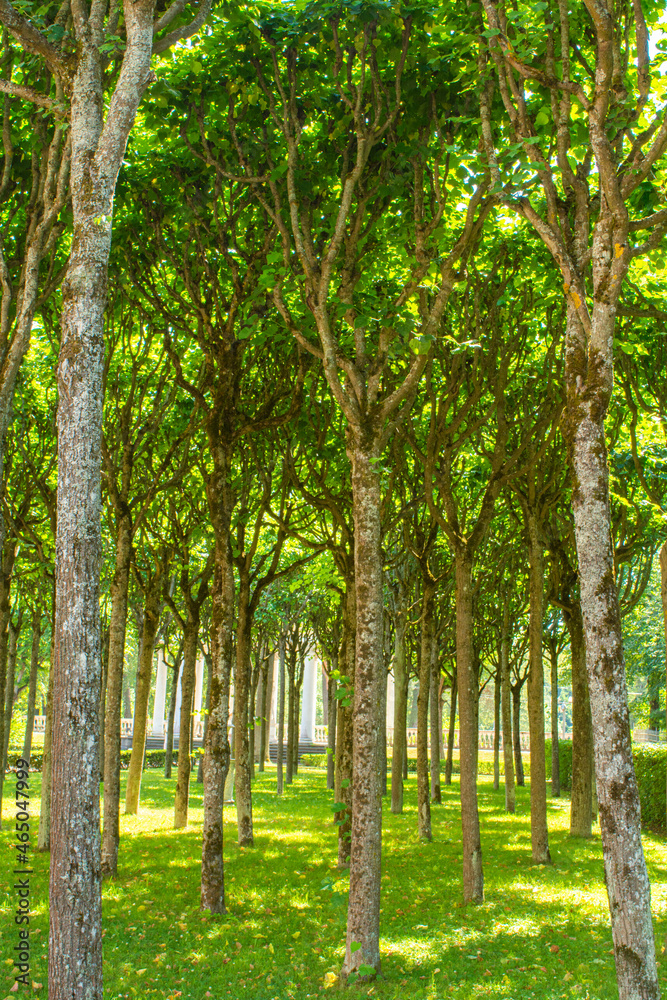 Old linden trees with long straight trunks and branches bent up like candelabra Old linden trees with long straight trunks and branches bent up like candelabra