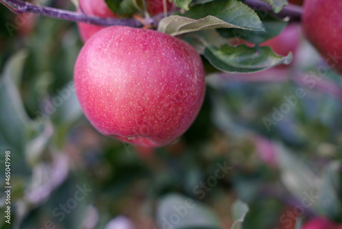 Apple harvest in South Tyrol