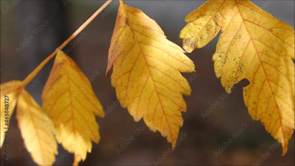 close-up autumn leaves swaying in the wind close-up autumn leaves swaying in the wind