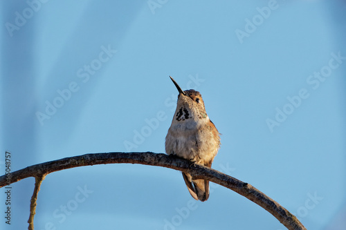 Closeup shot of a buffy hummingbird (Leucippus fallax) sitting on a branch photo