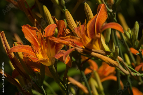 Brown-orange flowers of the daylily Hemerocallis fulva at various stages of bud opening.