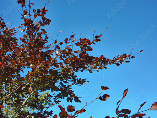 Copper Beech leaves turn red in bright autumn sunshine at 900ft