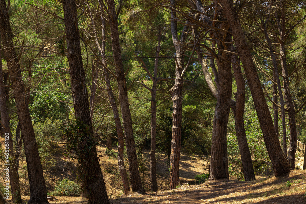 Obraz premium forest on the costa brava in the town of pals a hot summer day