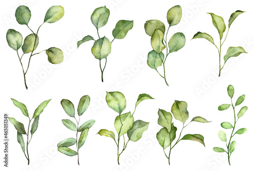 Set of watercolor botany green leaves isolated on white background. Hand painted realistic plants. Greenery on twigs