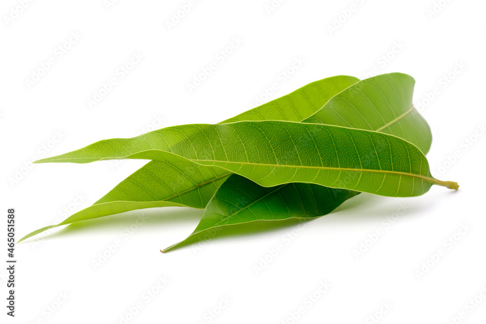 Obraz premium mango leaves, edible health beneficial leaves used in several cuisines and skin care and hair growth, isolated on white background