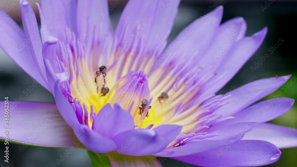 Closeup Purple Lotus flower with bee swarm on water surface. Bee is collecting pollen from flower. Closeup Purple Lotus flower with bee swarm on water surface. Bee is collecting pollen from flower.
