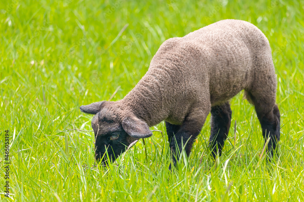 lamb in the grass - Suffolk sheep on pasture, side view lamb in the grass - Suffolk sheep on pasture, side view