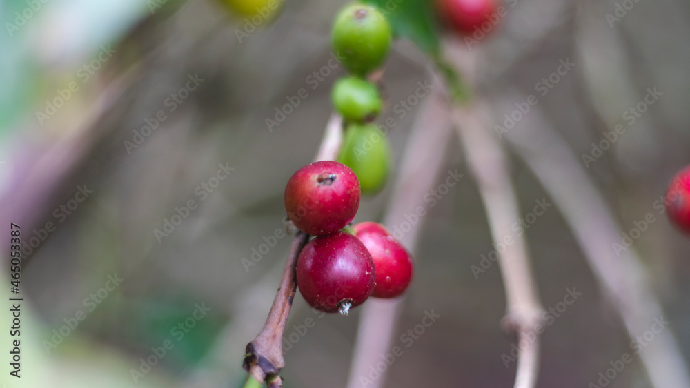 Coffee beans and crops in La Unión Valle del Cauca Colombia.