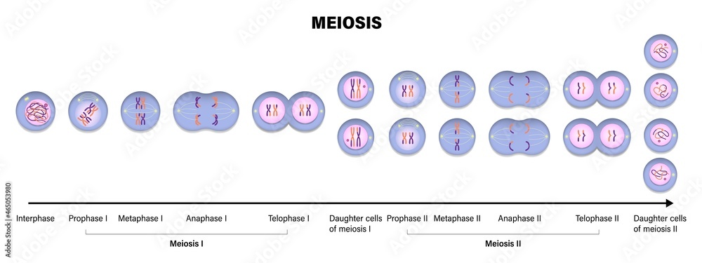 Meiosis. Meiotic division of an animal cell. Prophase, Metaphase, Anaphase,  and Telophase. Stock Vector | Adobe Stock