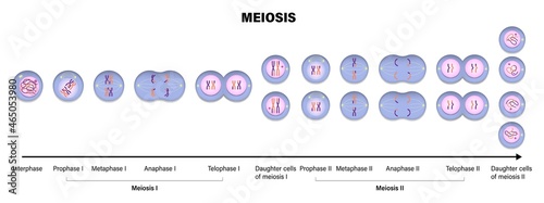 Meiosis. Meiotic division of an animal cell. Prophase, Metaphase, Anaphase, and Telophase.
