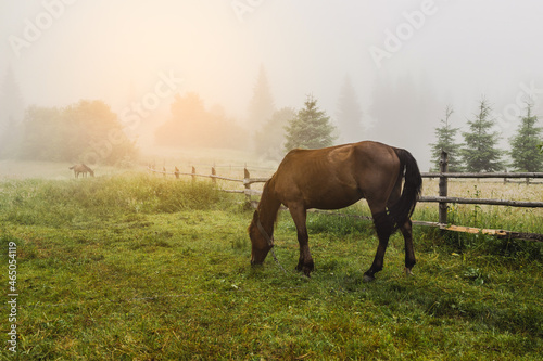 Dramatic foggy scene with two brown domestic horse eating grass on a foggy countryside meadow. Carpathians, Ukraine, Europe.