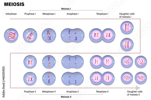 Meiotic division of an animal cell. Diagram of Meiosis. Prophase, Metaphase, Anaphase, and Telophase. photo