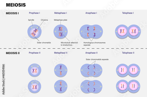 Diagram of Meiosis. Prophase, Metaphase, Anaphase, and Telophase.