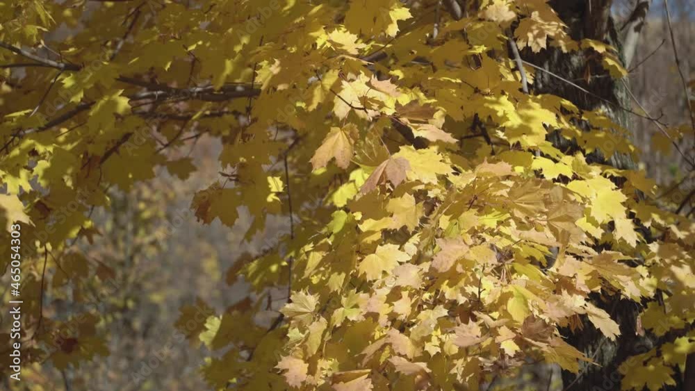 Yellow maple leaves sway in the wind in autumn.