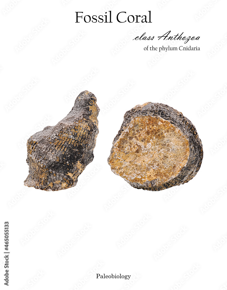 Fossil coral isolated on white Fossil coral isolated on white