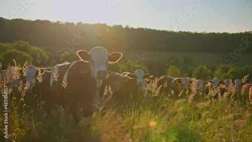 Organic dairy farming. Golden hour close up shot of cattle grazing on the pasture. Bio grassland based dairy production