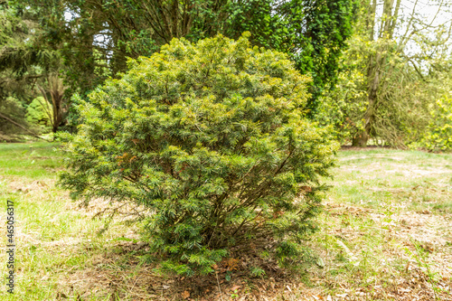 Fototapeta Naklejka Na Ścianę i Meble -  Close up of Mountain Fir or Alpine Fir, Abies lasiocarpa Green Globe, is an evergreen compact growing conifer