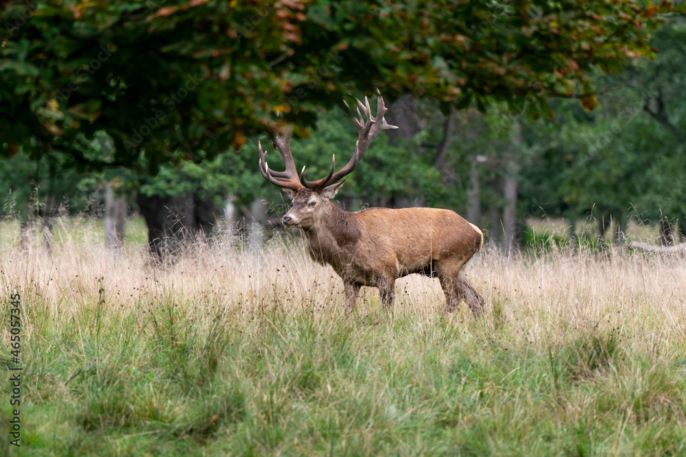 Cerf élaphe, brame, cerf, cervus elaphus