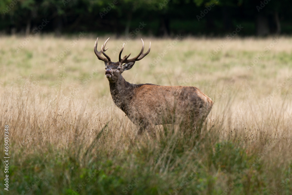 Cerf élaphe, brame, cerf, cervus elaphus