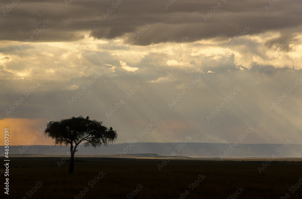 Orage, Parc national de Masai Mara, Kenya