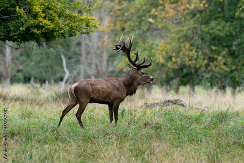 Cerf   laphe  brame  cerf  cervus elaphus