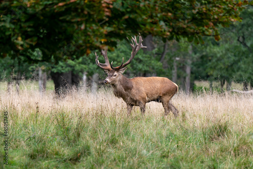 Cerf   laphe  brame  cerf  cervus elaphus