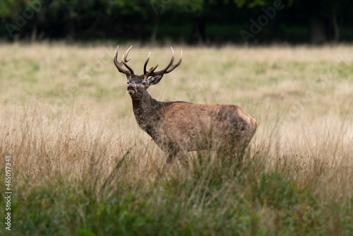 Cerf   laphe  brame  cerf  cervus elaphus