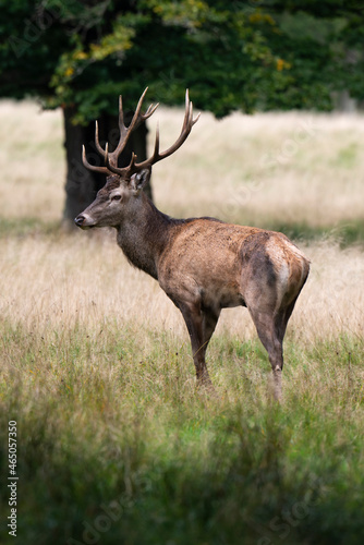 Cerf   laphe  brame  cerf  cervus elaphus