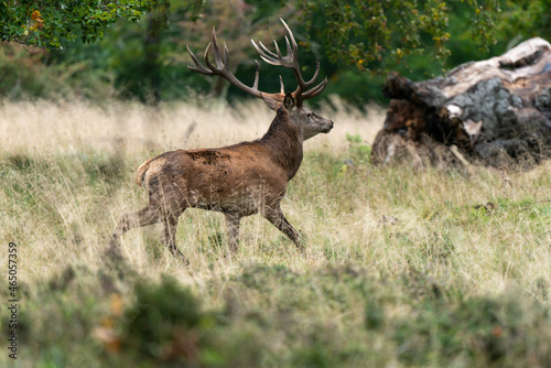 Cerf   laphe  brame  cerf  cervus elaphus