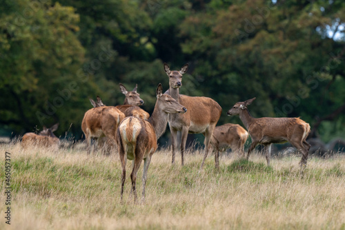 Cerf   laphe  biche  cervus elaphus