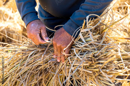 farmers harvest wheat rice by hand. close-up shot. soft-focus and over light in the background