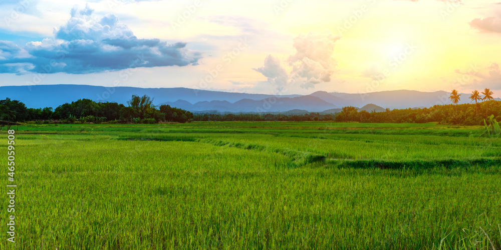 Green rice seedlings in a paddy rice field with beautiful sky clouds and sun setting over a mountain range in the background