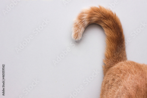 A question mark from a cat's tail.