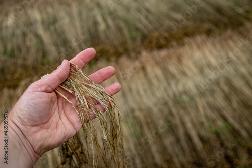 Rouissage de la fibre de lin dans un champ en Normandie photo